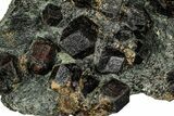 Red Almandine Garnets in Schist - Tyrol, Austria #352081-1